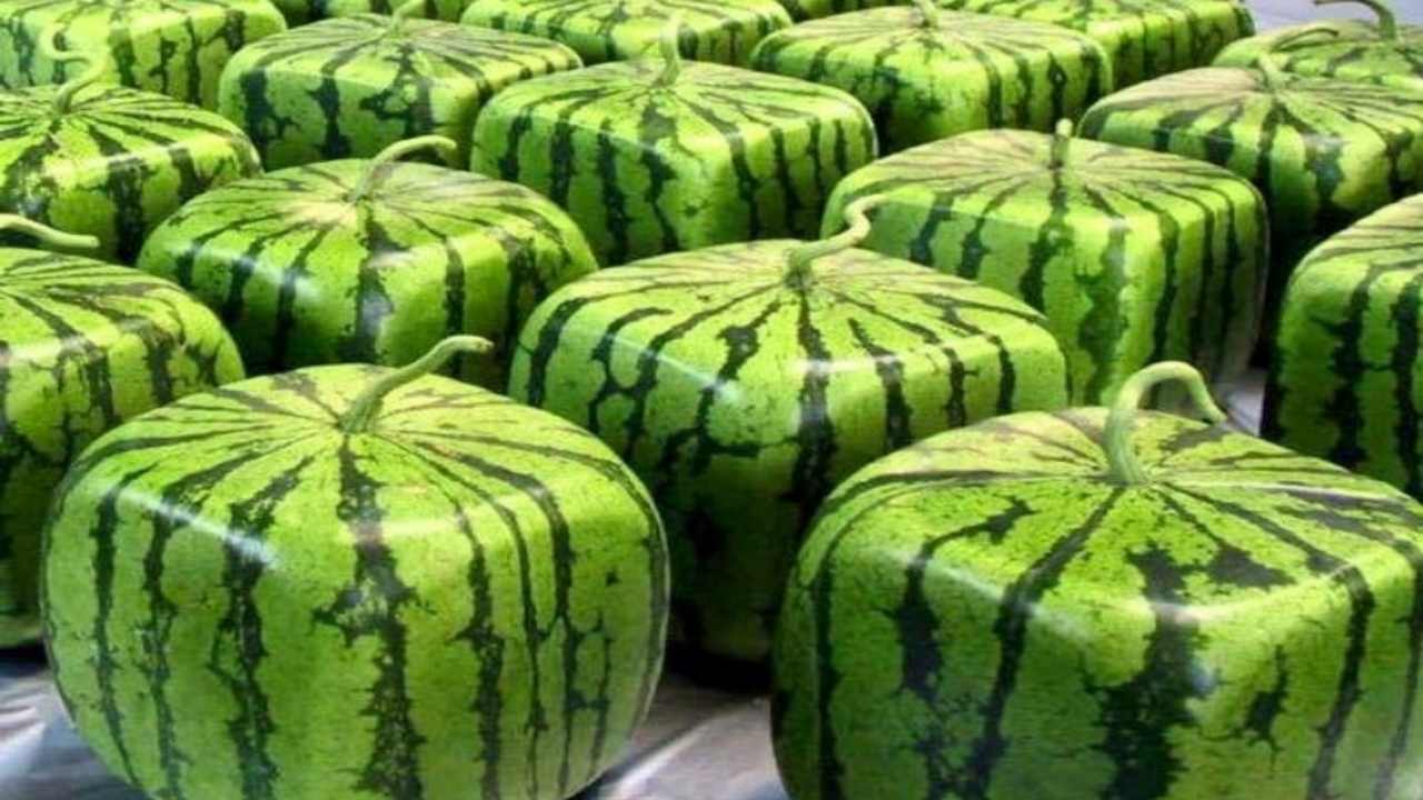 prezzo anguria quadrata perché così cara caratteristiche