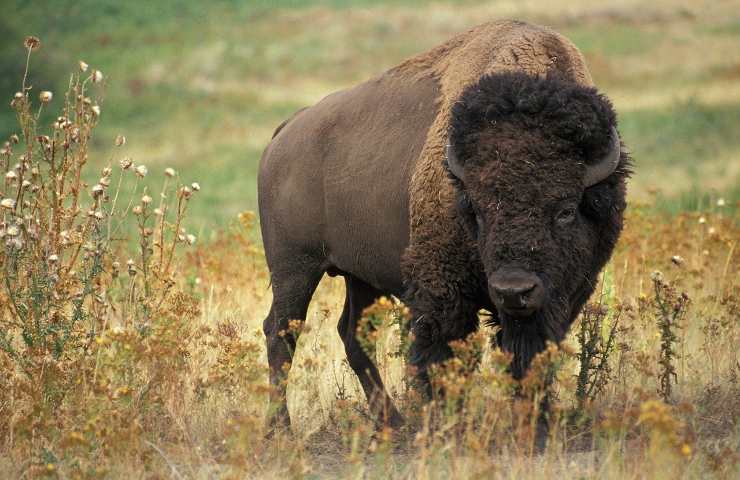 progetto reintroduzione bisonti europei