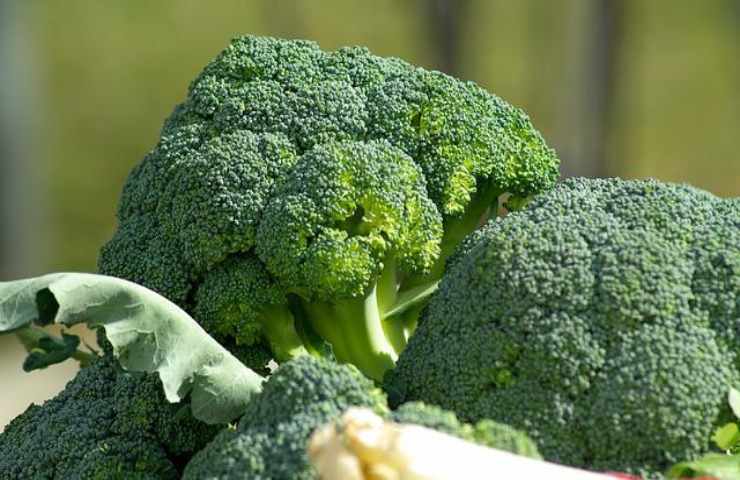 Broccoli attirano coccinelle 