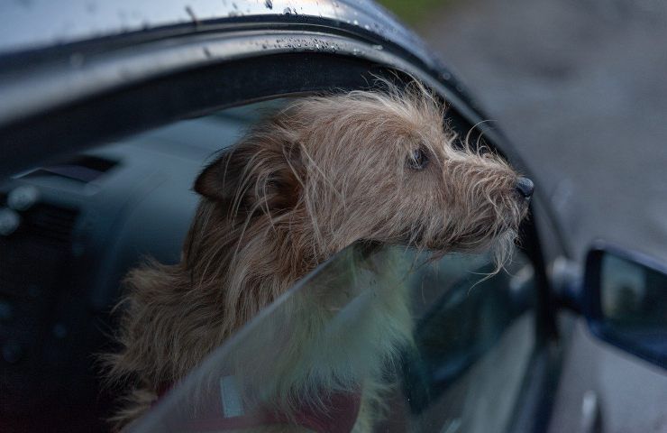 viaggiare con cani sicurezza