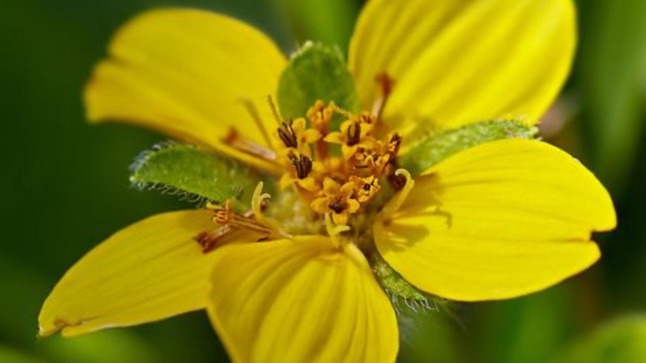 Chrysogonum Virginianum coltivazione