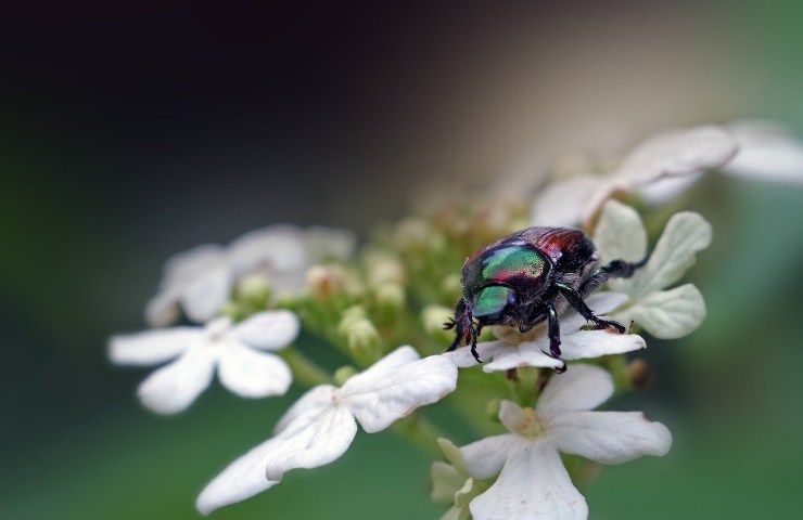 Popillia scarabeo giapponese come difendersi