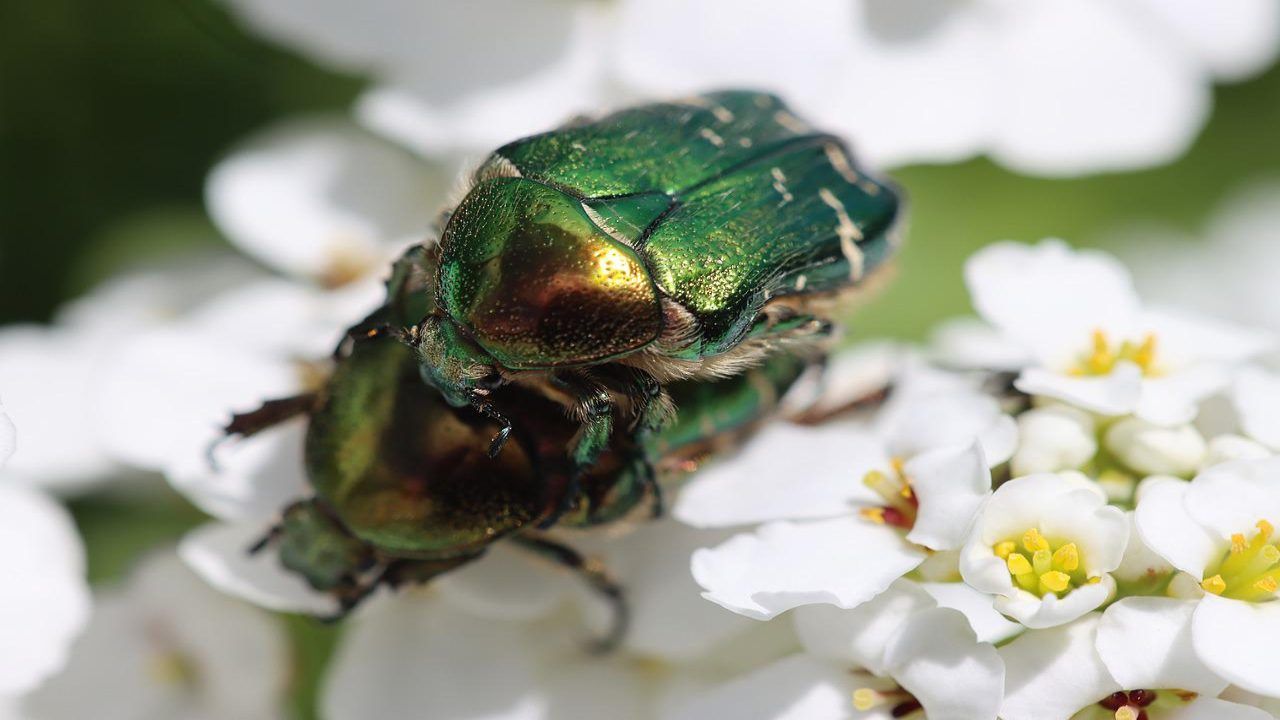 coleottero cervo volante innocuo tutela