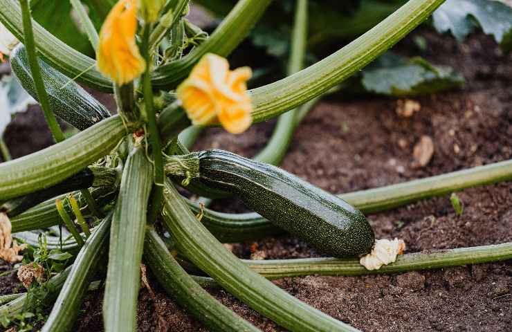 coltivare pianta zucchine