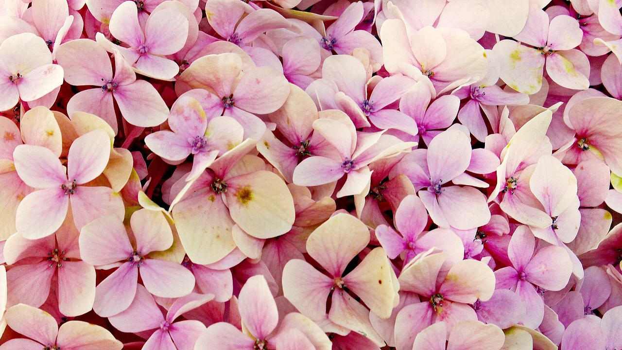 talea ortensia giardinaggio piante