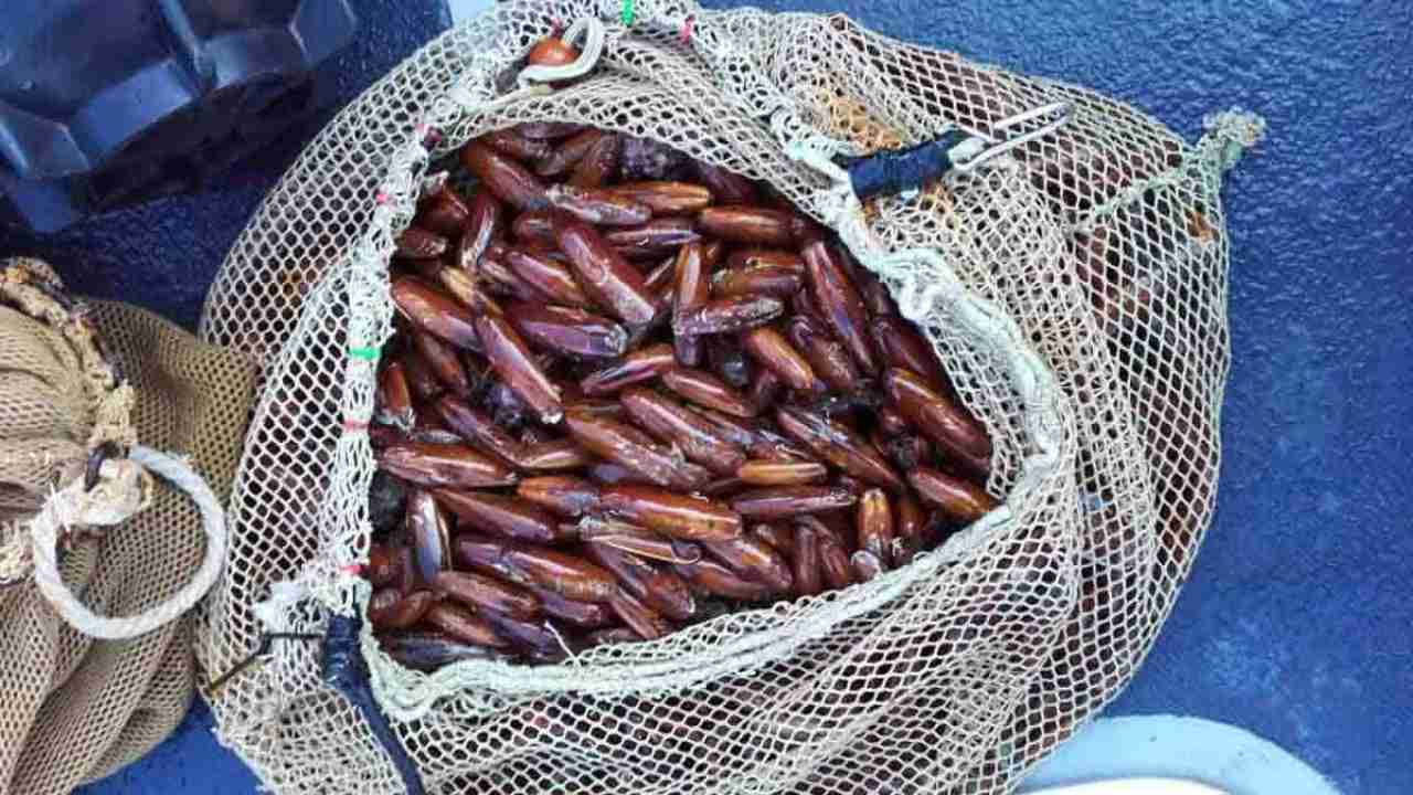 Datteri di mare pesca rete