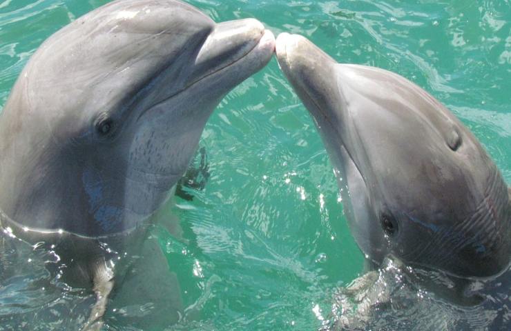 delfini mare mosciame