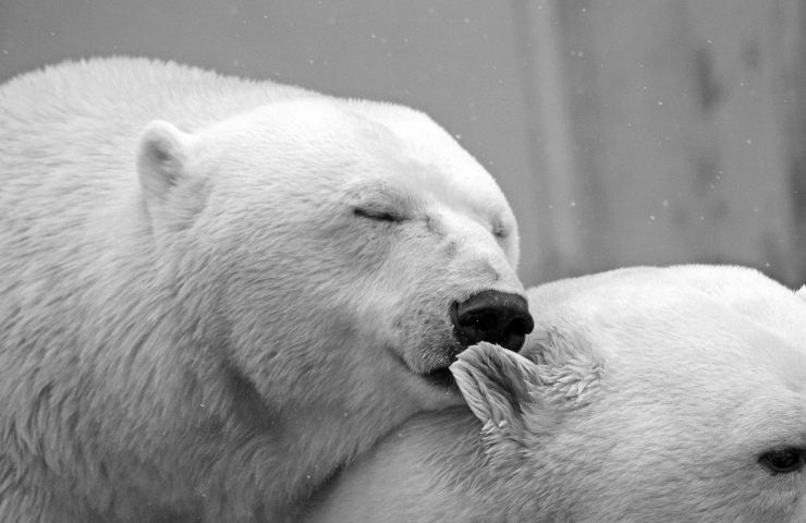 orsi polari cibo rifiuti