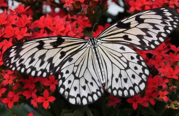 farfalla significato magico 