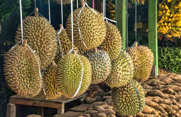 frutta durian esotico