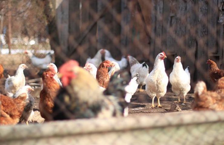 estate pollaio galli galline rinfrescare 