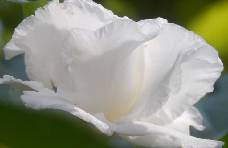 Gardenia fiore potatura