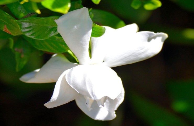Fiore Gardenia potatura