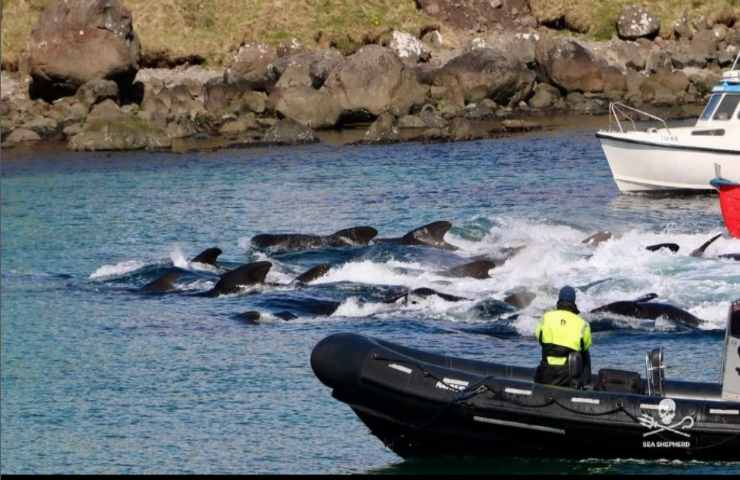Grindadráp mattanza delfini Isole Faroer