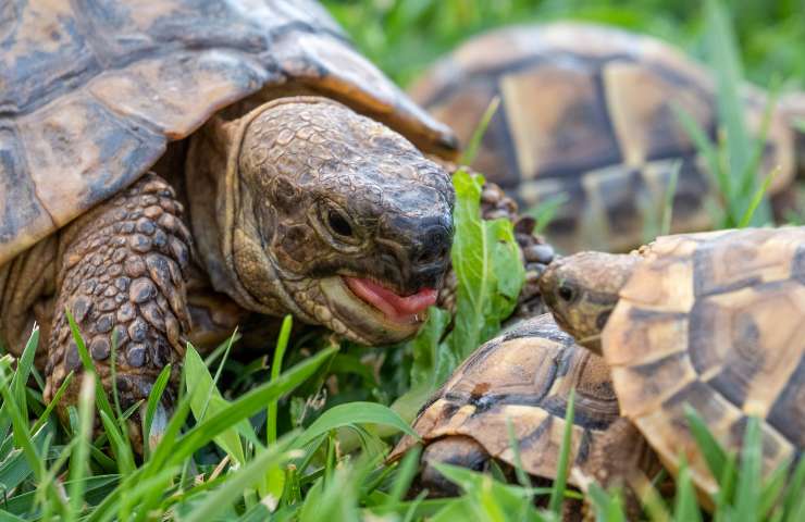 Terrario per tartarughe, come realizzarlo facilmente con poche cose