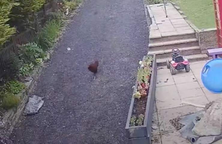 gallo pericoloso filmato