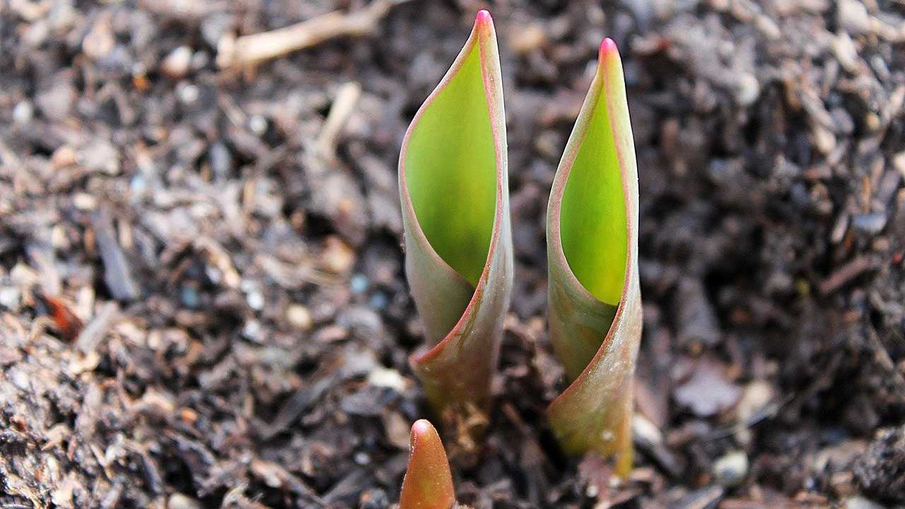 pacciamatura giardino