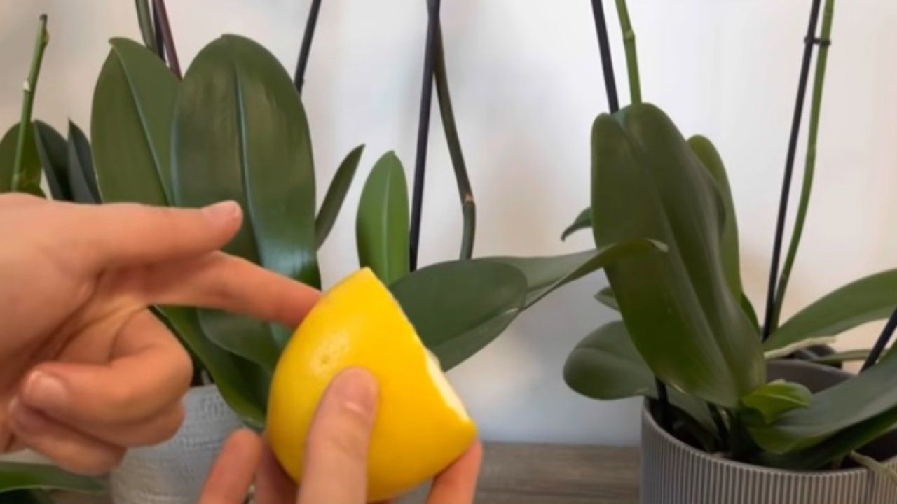 Limone orchidea tecnica green