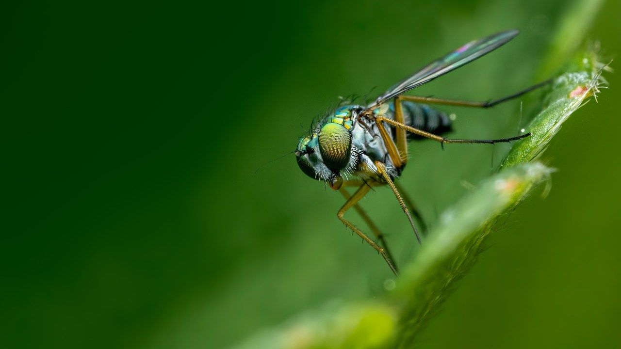 rimedi moscerini piante