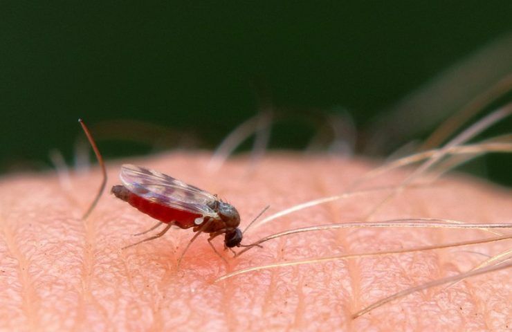 rimedi naturali contro moscerini 