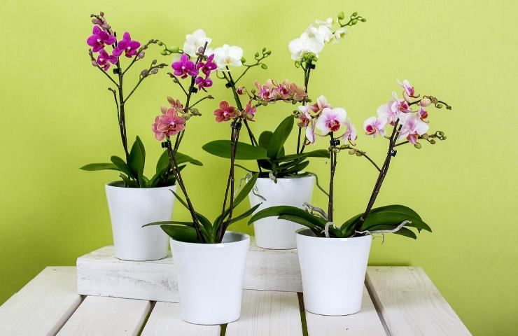 fertilizzante fatto in casa per orchidee