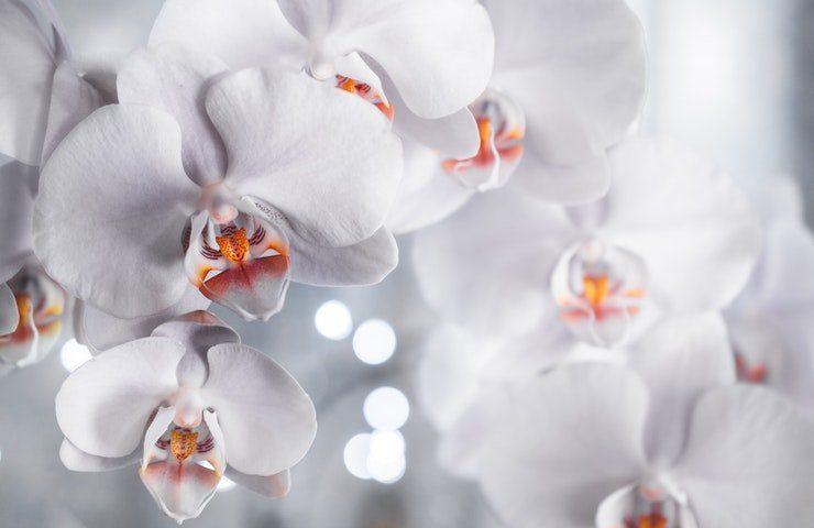 Orchidee bianche lmone 