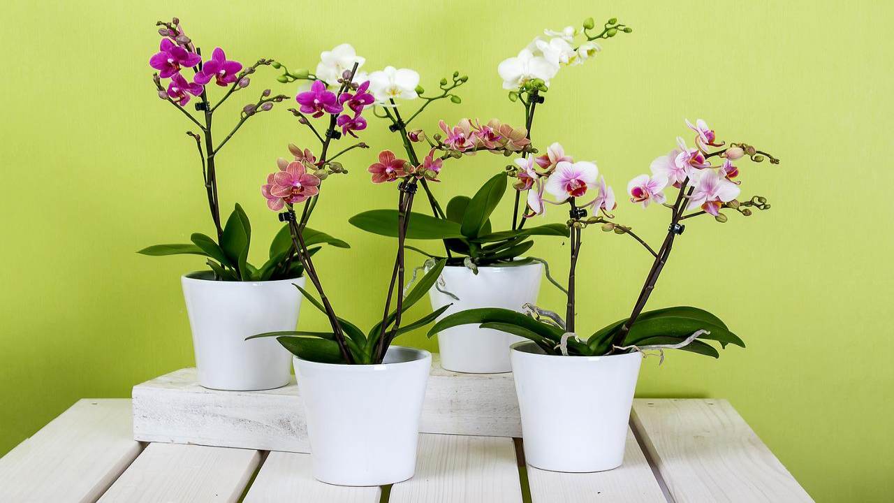 orchidee fiorite belle sempre fertilizzante