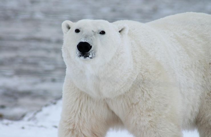 orso polare  groenlandia nuova specie 