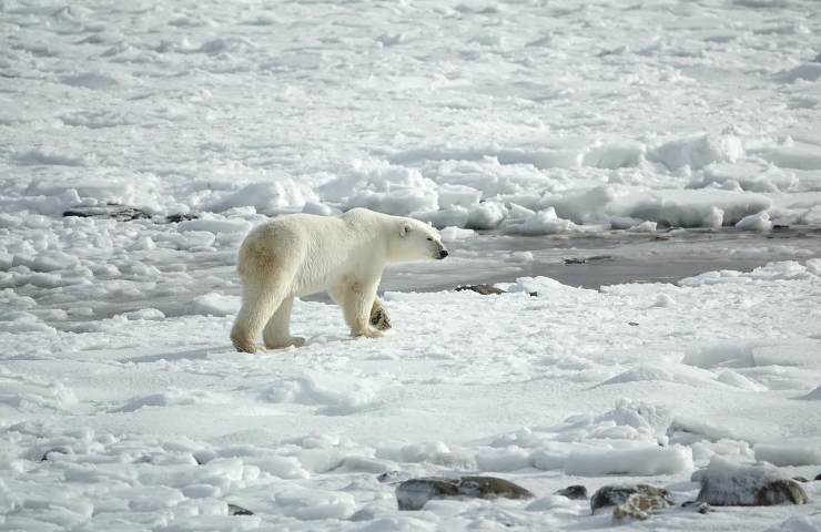 università washington nuova scoperta orso polare