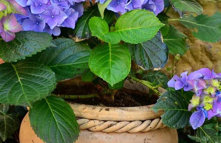 ortensia piante talea moltiplicare balcone