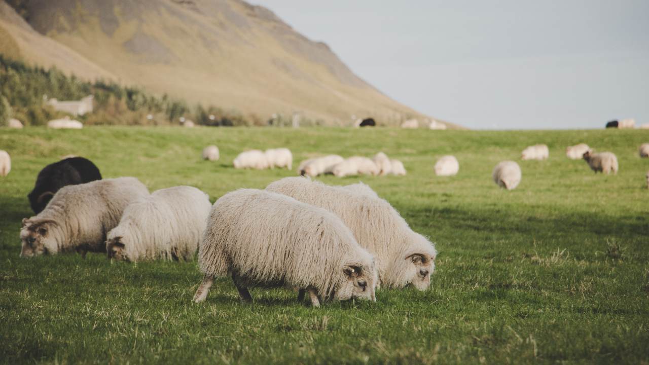avviare allevamenti redditizi