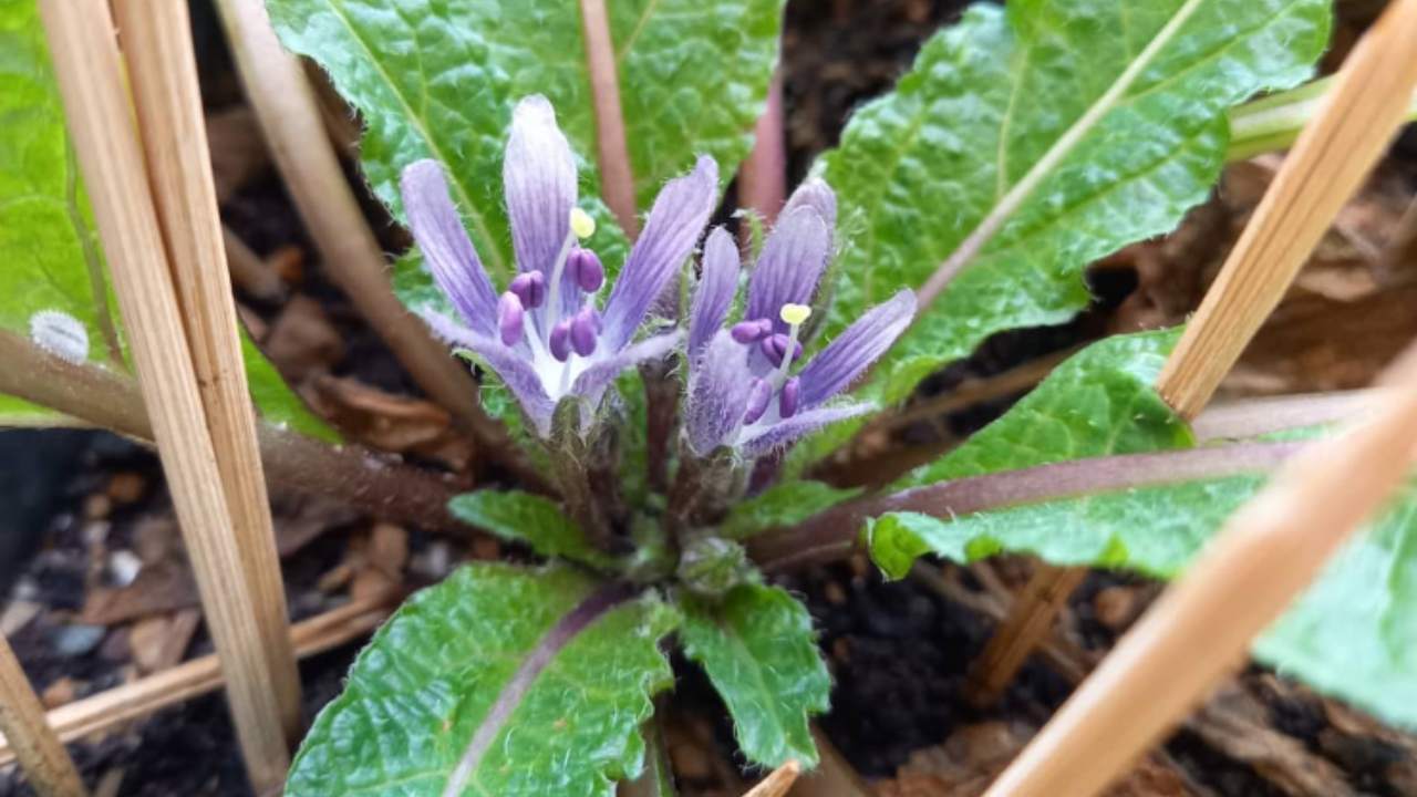 mandragola tossica mortale