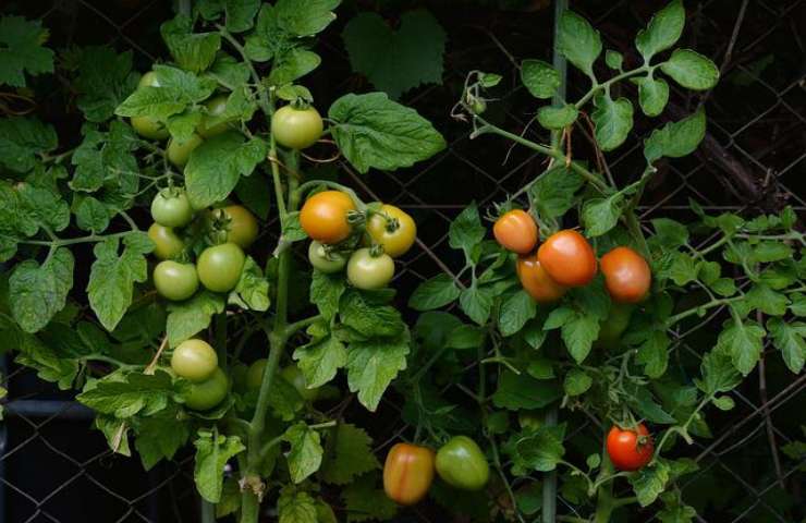 motivi e soluzione piante pomodori arricciati