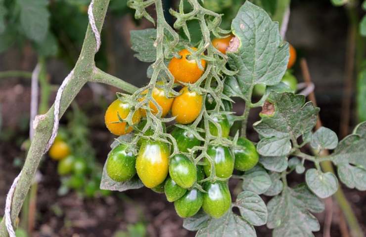 pomodori piante foglie arricciate motivo cause soluzioni