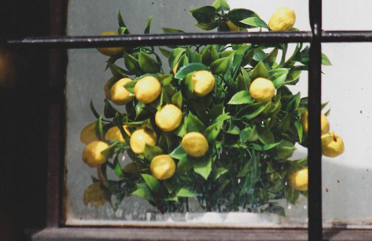 foglia limone trucco coltivazione