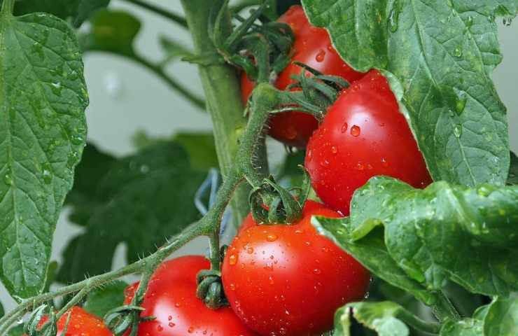 Pomodori come conservarli 