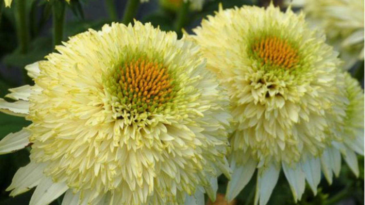 Puff Vanilla curiosità