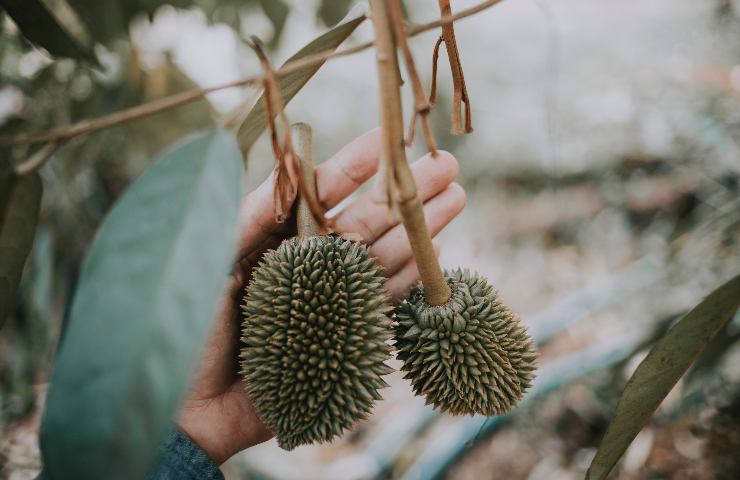 benefici durian frutto
