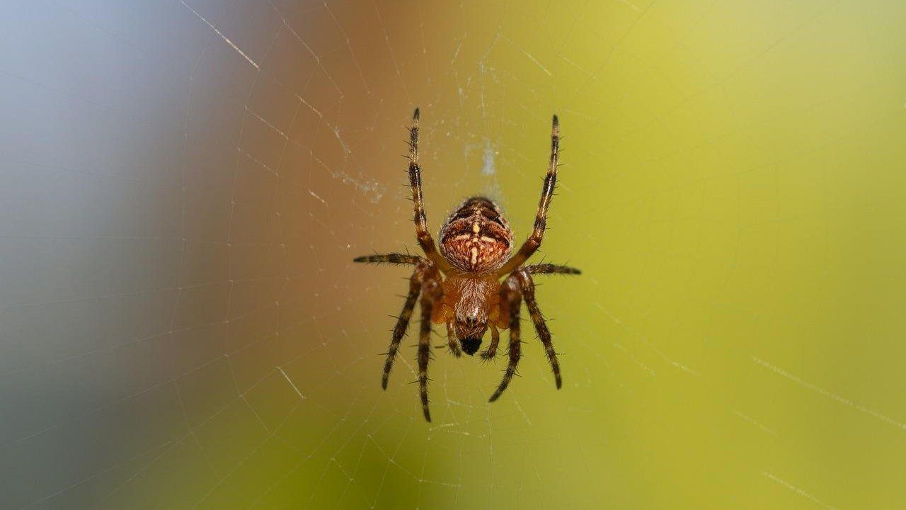 mai uccidere ragni casa