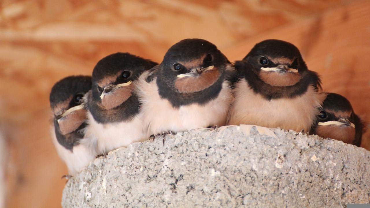 Rondoni cadono nido motivo