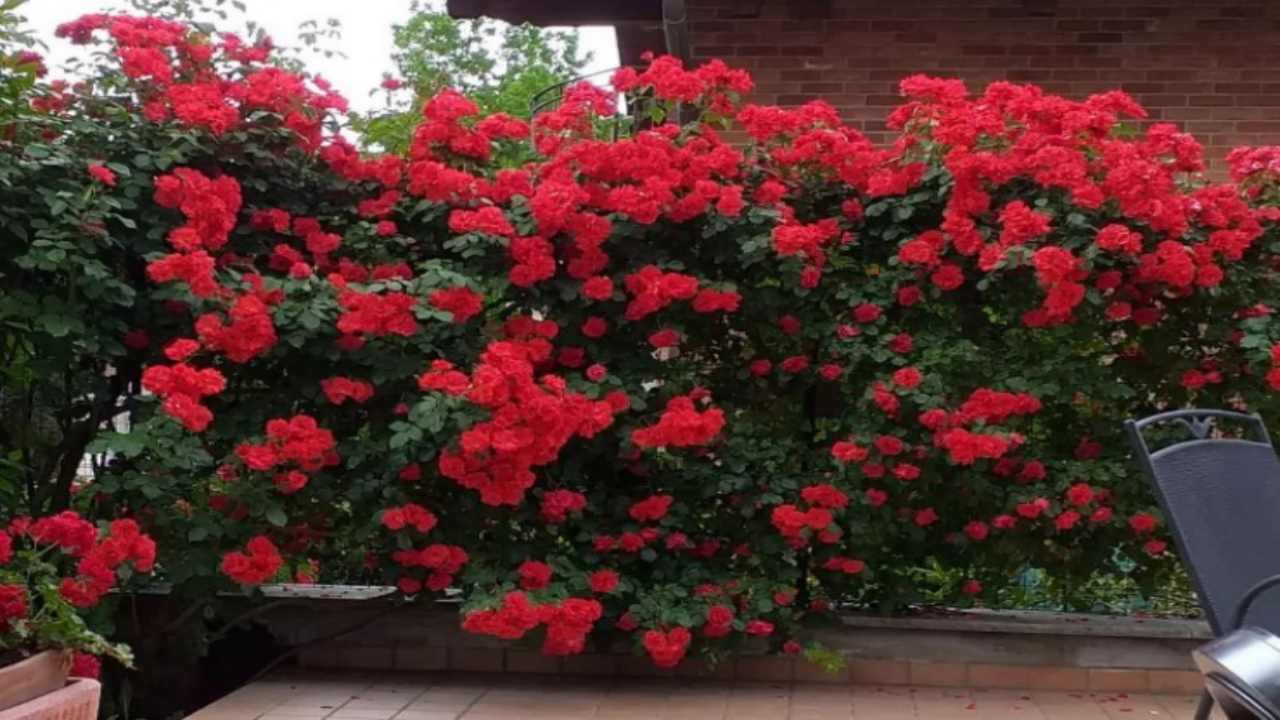 cura coltivazione rose rampicanti malattie