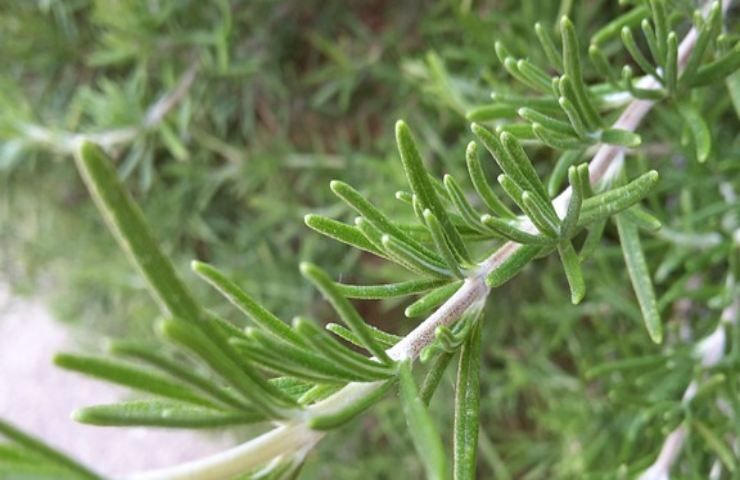 rosmarino menta profumo casa