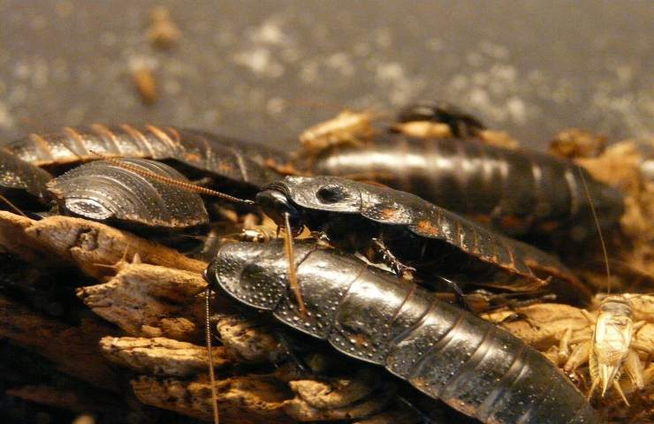 rinuncia zucchero scarafaggi blatte motivo