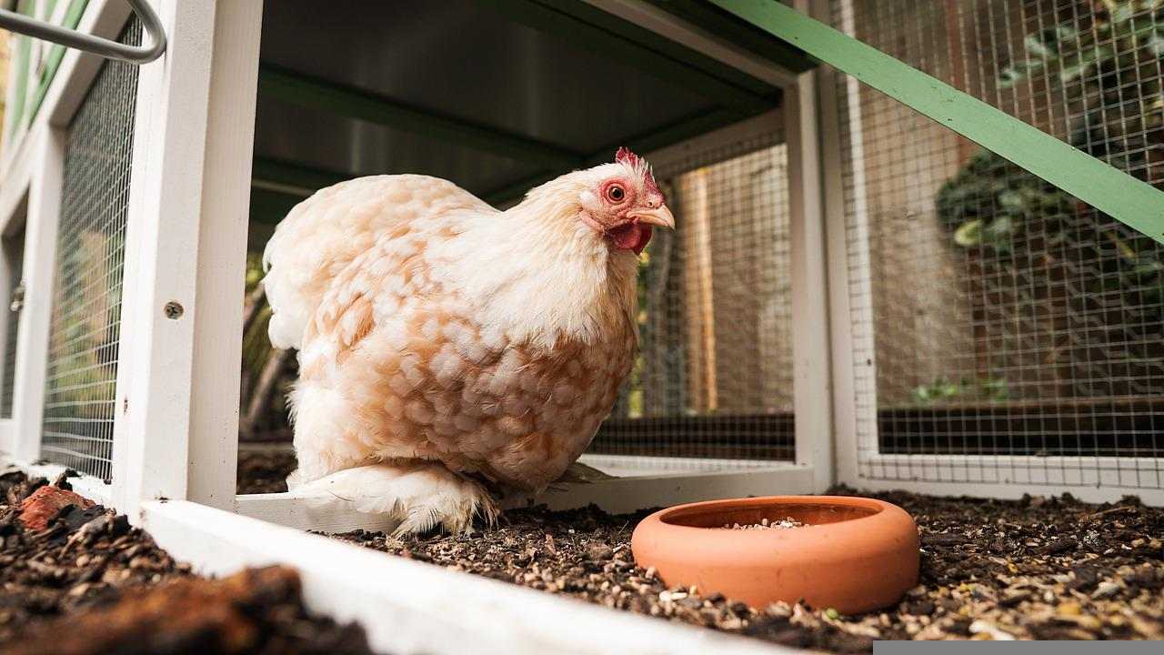 come rinfrescare il pollaio in estate