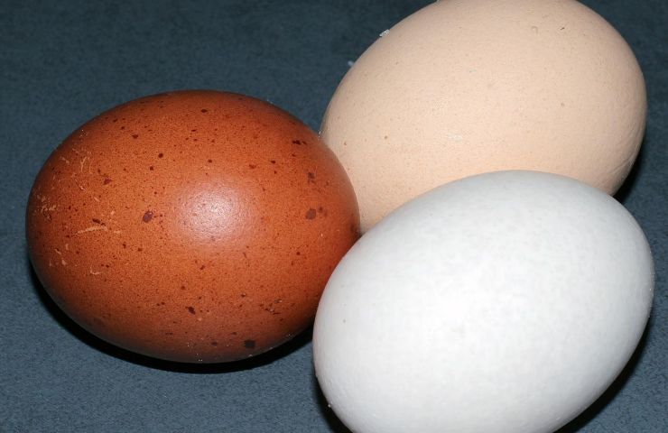 colori gusci uova 