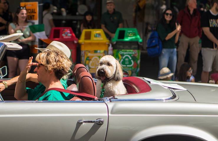 sicurezza auto con cane