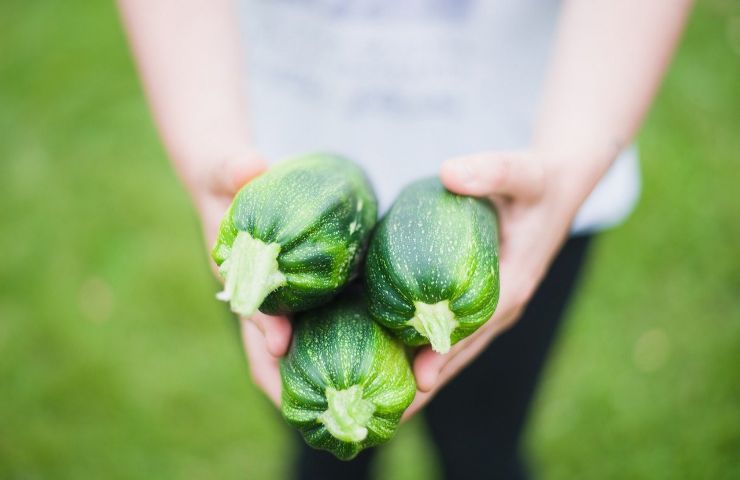 zucchine velenose come riconoscerle