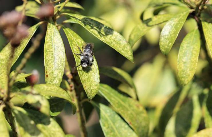 afidi moscerini pomodori come evitare