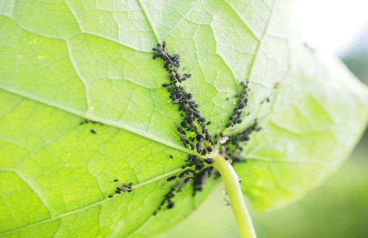 Olio bianco pesticida afidi