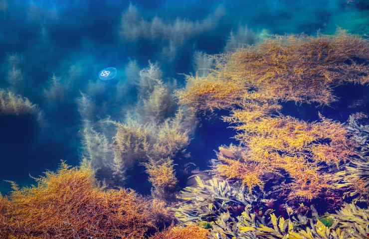 biopannelli alghe come funzionano